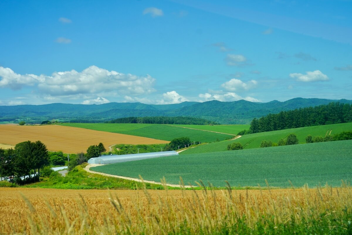太陽と土と野菜と 仲よくなる この夏、初めての農業