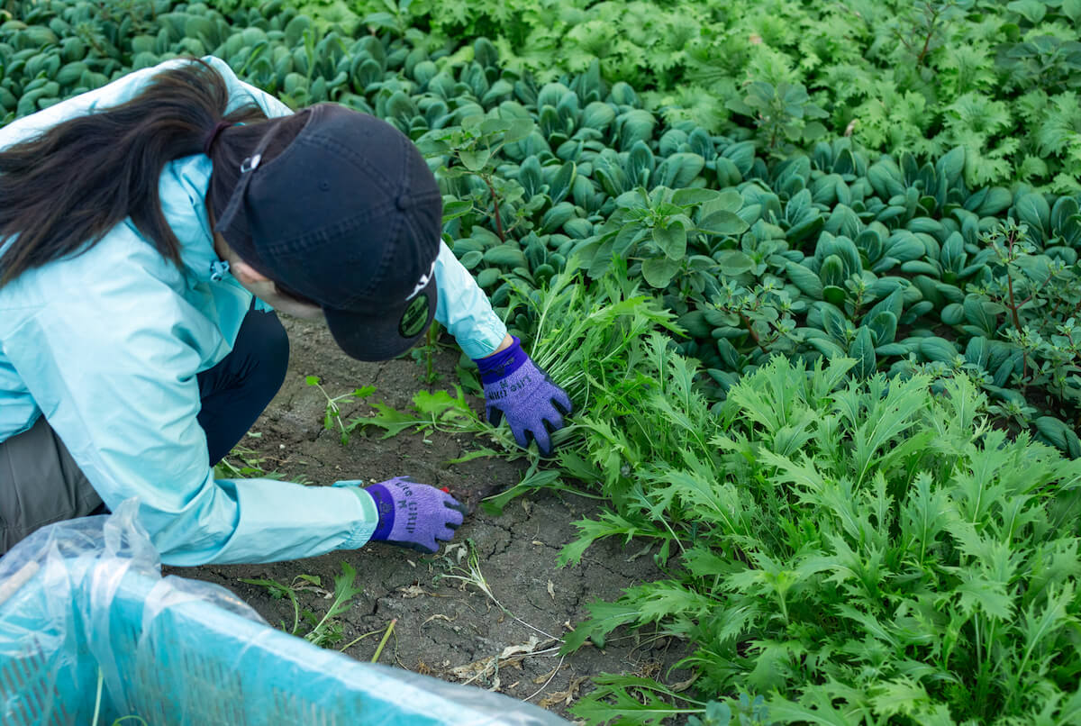 有機農業でつなぐ 1000人のまちの未来