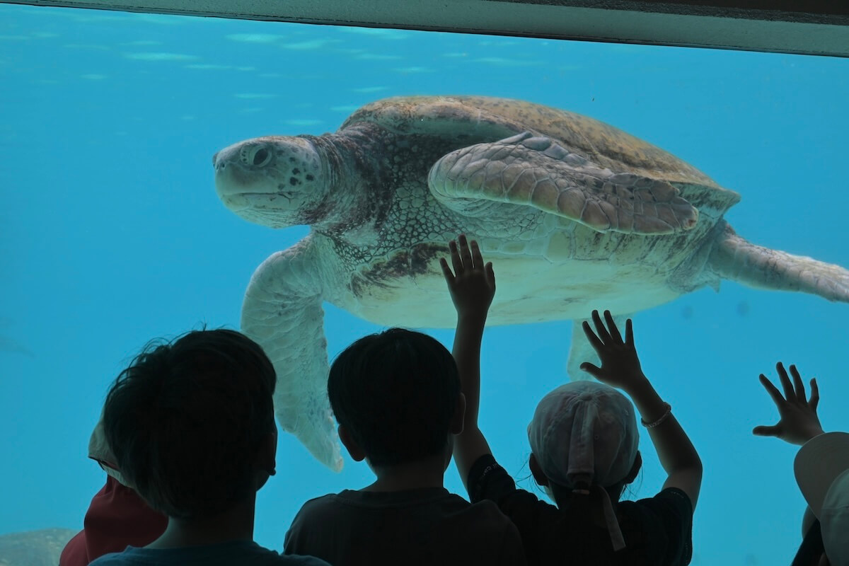 大人だって学びたい美ら海のまちでわたしに贈る３年間